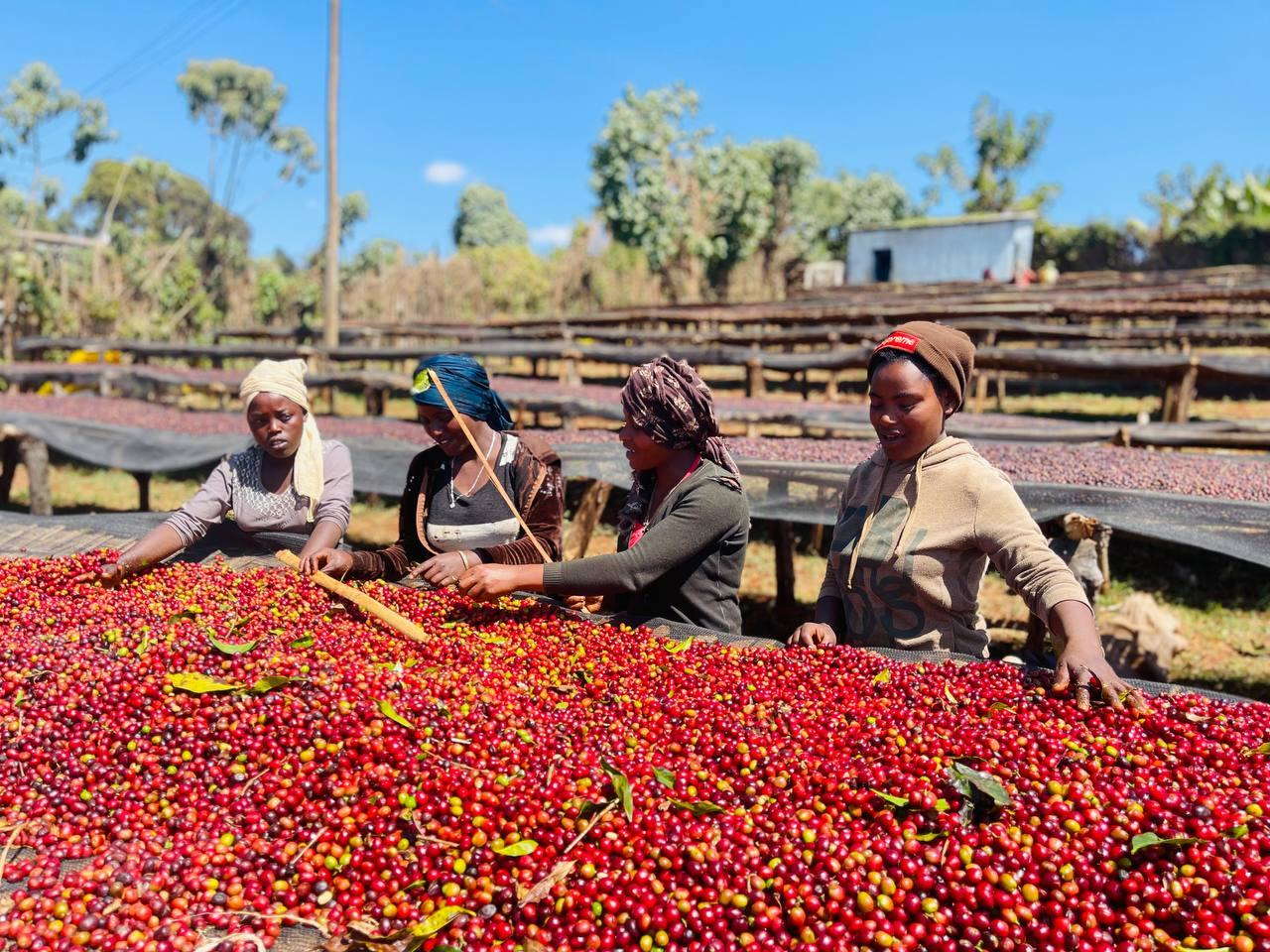 Sommaruga Kaffee Äthiopien Gerba